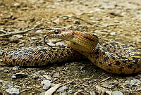 MDL0310 Pituophis deppei.jpg