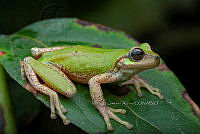 VHJA 0033 Sarcohyla cyclada.jpg