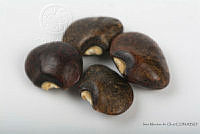 IMDOC2554 Phaseolus lunatus.jpg