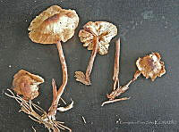 EPS0003 Gymnopus dryophilus.JPG