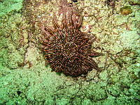 ISA058 Heliaster kubiniji.jpg