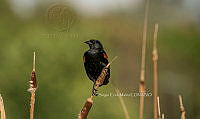 SM0649 Agelaius phoeniceus.jpg