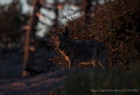 MASM00785 Canis latrans.jpg