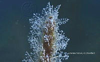 NE018 0026 Pennaria disticha.jpg
