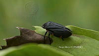 SM0423 Prosapia ignifera.jpg
