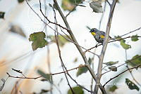 IMDOC3848 Setophaga coronata.jpg