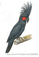 MAPM1139 Probosciger aterrimus.jpg