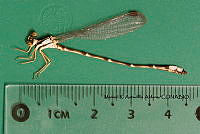 MRAA 0121 Palaemnema domina.JPG