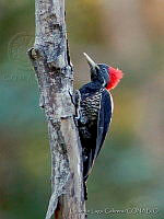 ELC0084 Dryocopus lineatus.jpg