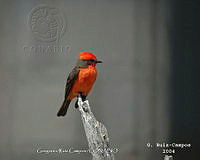GRC0037 Pyrocephalus rubinus.jpg
