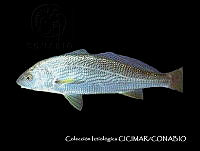 CICIMAR0545 Umbrina roncador.jpg