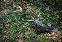 FBA0653 Ctenosaura similis.jpg