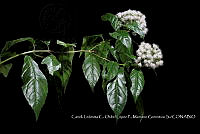 Zoqui 0185 Ageratina sp..jpg