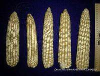 SinOPV265 Zea mays.jpg