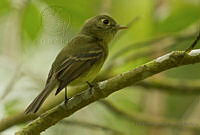 IMDOC2133 Empidonax sp..jpg
