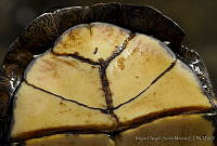 MASM01964 Kinosternon integrum.jpg