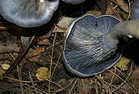 DK0584 Fungi.jpg