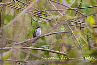 ZAPF0183 Leucolia violiceps.jpg