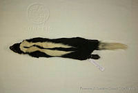 FXGC0016 Conepatus semistriatus.jpg