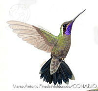 MAPM1025 Lampornis amethystinus margaritae.jpg