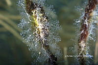 NE018 0025 Pennaria disticha.jpg