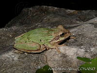 AMA0125 Smilisca baudinii.jpg