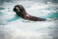 IDG Nat 0036 Phoca vitulina.jpg