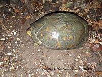 PJ016 0296 Kinosternon integrum.JPG