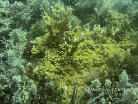 NE018 0061 Millepora alcicornis_1.jpg