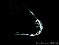 RGS0070 Rhabdosoma minor.jpg