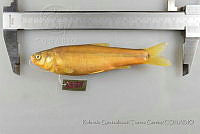 RQTG0617 Algansea tincella.jpg
