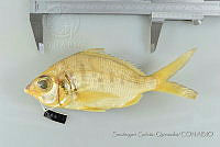 SGQ0625 Gerres cinereus.jpg