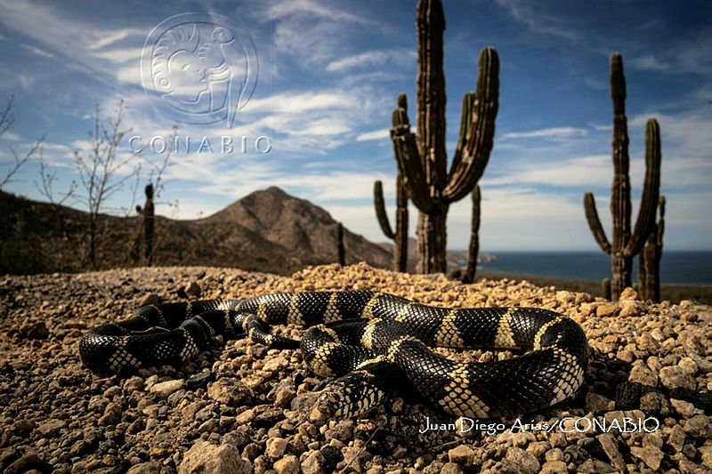 MN6F0137%20Lampropeltis%20californiae.jpg.4yfR Yv0MalveYljQA3g0JtbmFja29CbnFuZ3NAbXJ6LGtwZwA. 1BguF5g4o