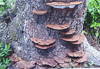 MLCA0005 Ganoderma applanatum.jpg