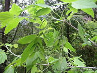 EEC0005 Acer negundo.jpg