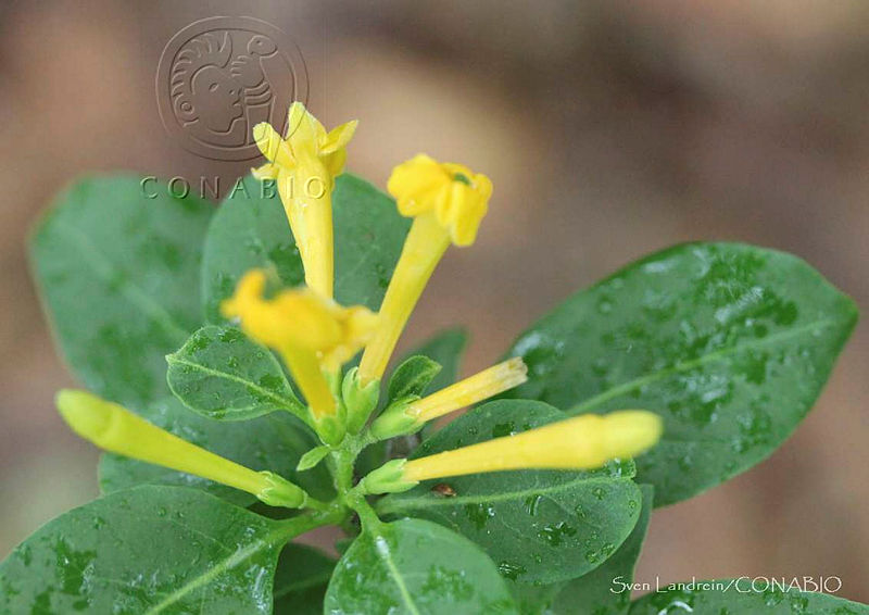 SL0124%20Cestrum%20oblongifolium.jpg.3SfZiZP0MSuRIwdjQA3g0JtbmFja29CbnFuZ3NAbXJ6LGtwZwA.wuhNTQc9Mg