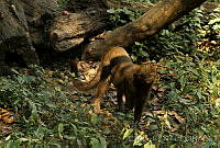 EGP0088 Puma yagouaroundi.jpg