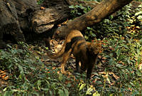EGP0088 Puma yagouaroundi.jpg