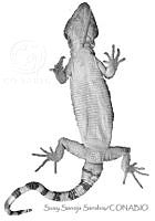 SSS0006 Xenosaurus rectocollaris.JPG