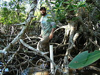 LRGA006 Rhizophora mangle y Acrostichum aureum.jpg