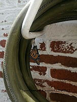 LDC 009 Danaus plexippus.jpg