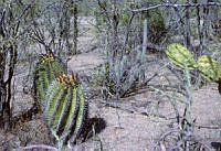 EHX0161 Opuntia sp..JPG