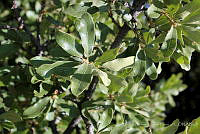 GFF0018 Quercus microphylla.JPG