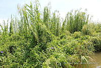 LH002 hum 0055 Phragmites australis.JPG