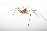 MASM07868 Acanthophrynus coronatus.jpg