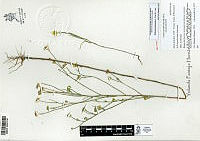 YPH1610 Gutierrezia sericocarpa.jpg