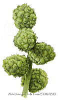 ADDLT0010 Conocarpus erectus.JPG