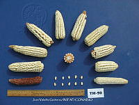 TampJVG176 Zea mays.jpg