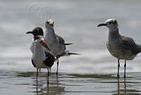 IMDOC1775 Leucophaeus atricilla, Rynchops niger.jpg