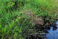 ME003 0044 Crocodylus moreletii.jpg